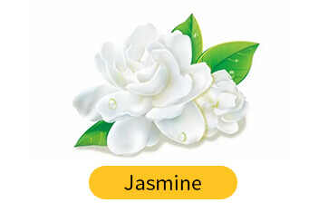 Jasmine