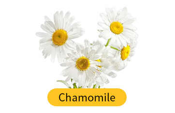 Chamomile