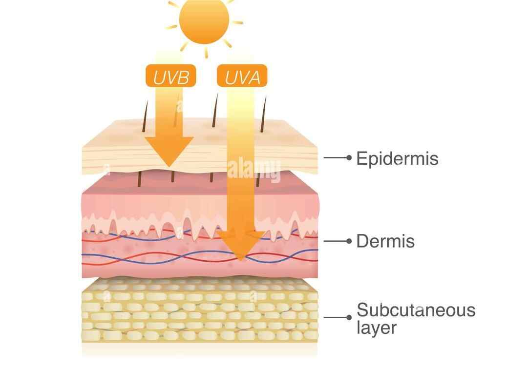 uvb-rays-penetrate-into-epidermis-of-skin-layer-and-uva-deep-into-the-dermis.jpg
