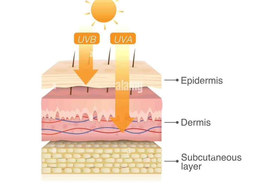 uvb-rays-penetrate-into-epidermis-of-skin-layer-and-uva-deep-into-the-dermis.jpg